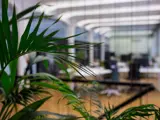 Office fit out plants